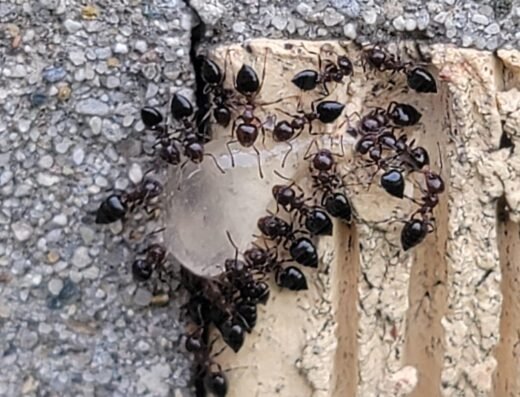 1 Stop Pest Control – pest control in Cincinnati (photo 2)