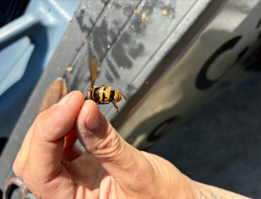 1 Stop Pest Control – pest control in Cincinnati