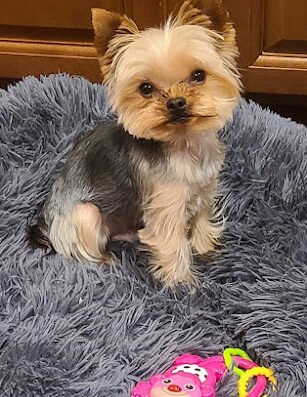 A Diamond In the Ruff – pet care in Pittsburgh