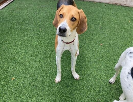 A Dogs Life Daycare and Boarding – pet care in Cincinnati (photo 3)