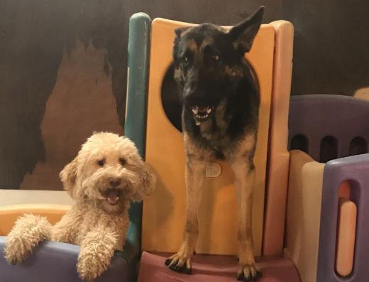 A Dogs Life Daycare and Boarding – pet care in Cincinnati