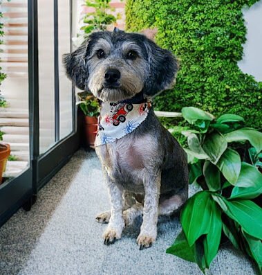 A HAIRY SITUATION PET GROOMING