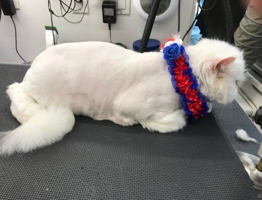 A+ Luxury Dog & Cat Grooming