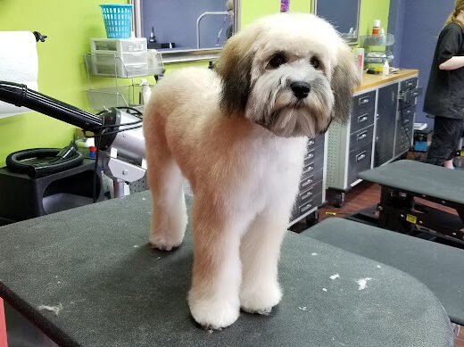 A Walk In the Park – pet care in St. Louis