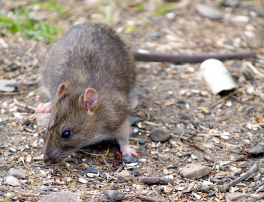 Critter Control