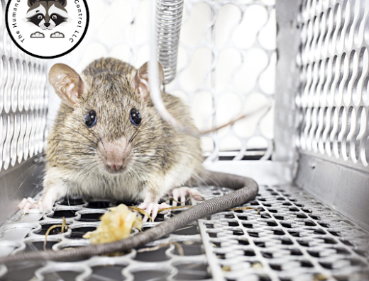 The Humane Choice Wildlife Control