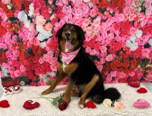 ABC Pet Resort & Spa
