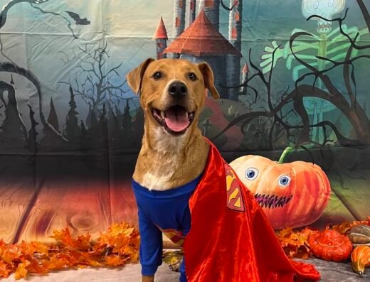 ABC Pet Resort & Spa
