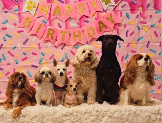ABC Pet Resort & Spa