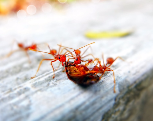 Absolute Pest Management
