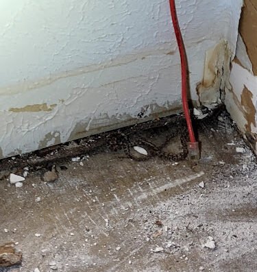 Tx Mold Inspector