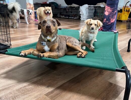 Adventure Awaits Dog Daycare – pet boarding in Sacramento (photo 1)