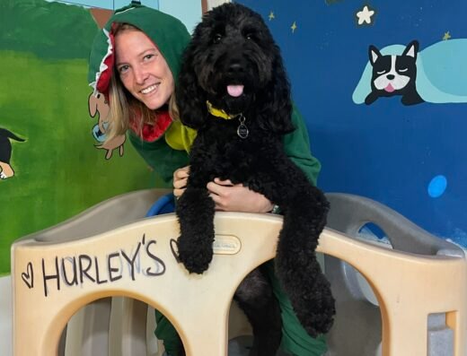 Adventure Awaits Dog Daycare – pet boarding in Sacramento (photo 2)