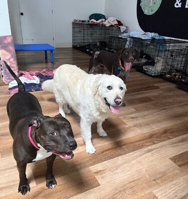 Adventure Awaits Dog Daycare – pet boarding in Sacramento