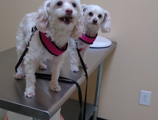 Affordable Pet Clinic