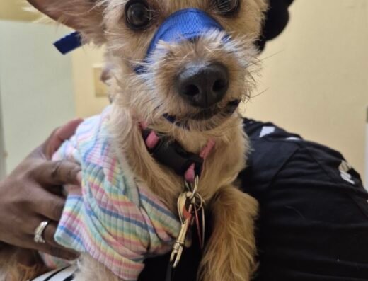 Affordable Pet Clinic