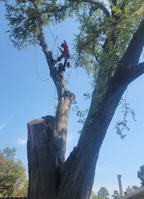 K&R TREE SERVICE PROS
