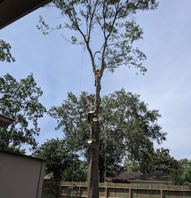 Valerio’s Tree Service & More