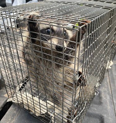 Woodlands Wildlife Elimination LLC – Cypress