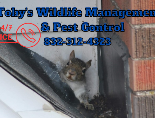 Tobys Wildlife Management & Pest Control
