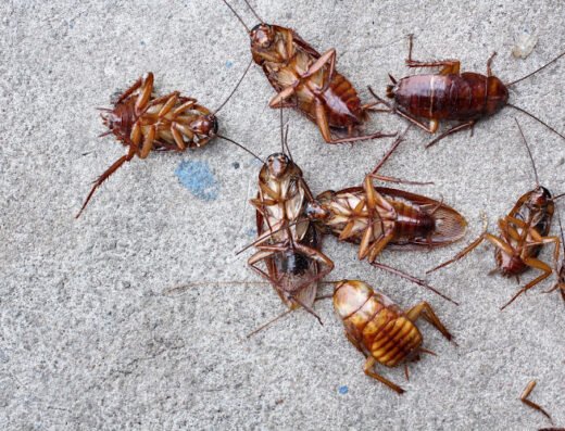 Houston Bed Bug Heat Treatment