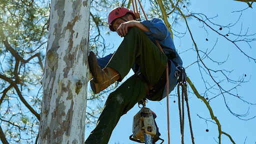 Tree Care Inc – Houston