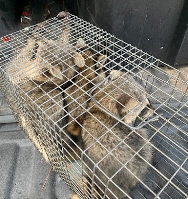 Woodlands Wildlife Elimination LLC – Spring