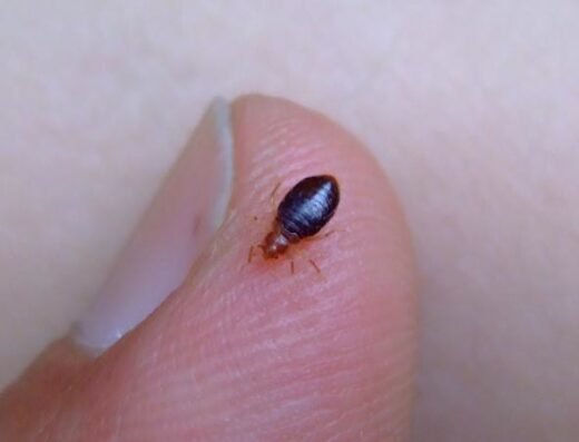 Bed Bug Exterminator Houston