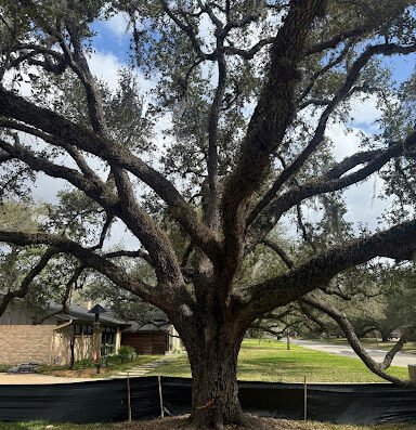 Gomez Trees & Landscaping Corp