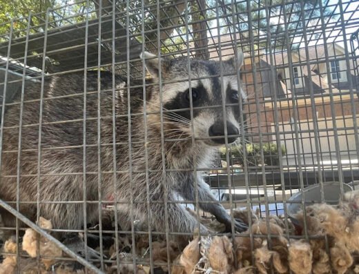 Nolan Wildlife Control