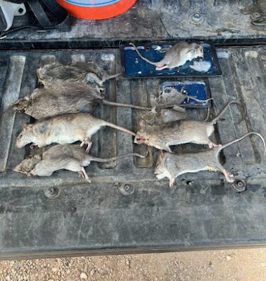 Texas Pest & Wildlife