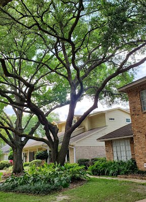 Garden Oaks Tree Service LLC