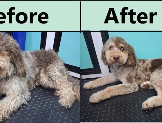 Ahwoof Mobile Pet Grooming