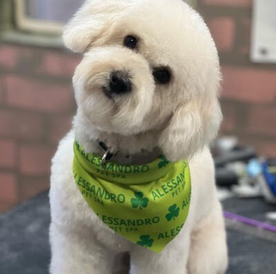 Alessandro Pet Spa