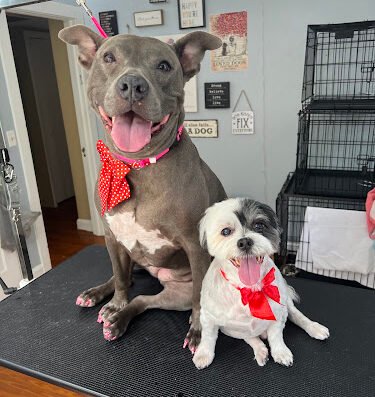 Alissa's Furry Friends – pet care in Tampa