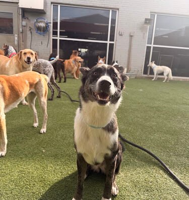 All American Pet Resorts Dallas