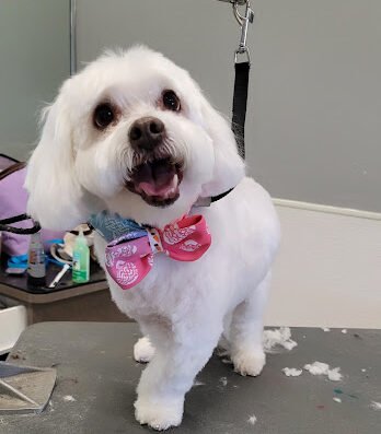 All Fur Love – pet care in St. Louis