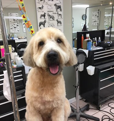 All God's Creatures – pet care in Pittsburgh