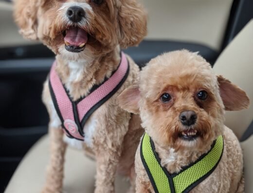 Allie's Paw Spa – pet grooming in Sacramento (photo 1)