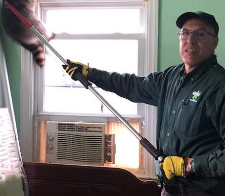 American Pest – pest control in Baltimore