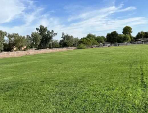 Backyard lawn and trees maintained by Arizona's Landscaping Authority in the Phoenix Valley