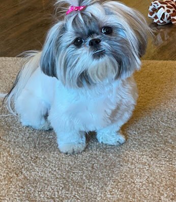 Arnie's Dog Spa – pet groomer in Salt Lake City
