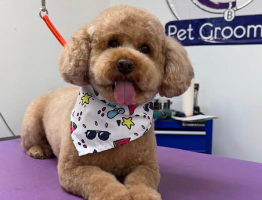 Aunt B's Pet Grooming – pet care in Orlando (photo 1)