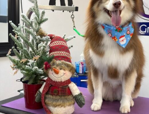 Aunt B's Pet Grooming – pet care in Orlando (photo 2)