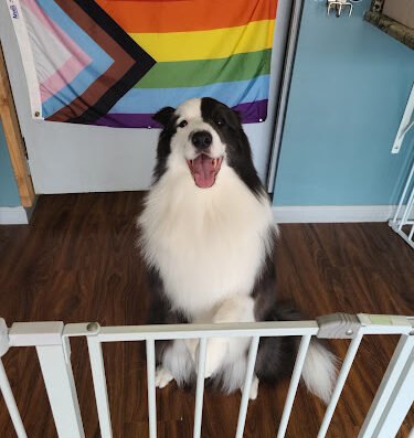 Austin Pet Stylist