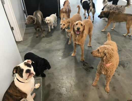Backyard Dogcare & Boarding – dog boarding in Salt Lake City