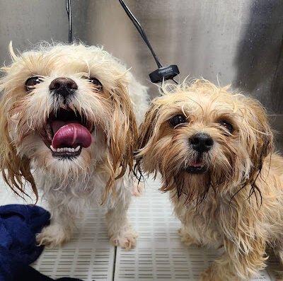 Backyard Pet Spa & Boutique – pet grooming in Sacramento