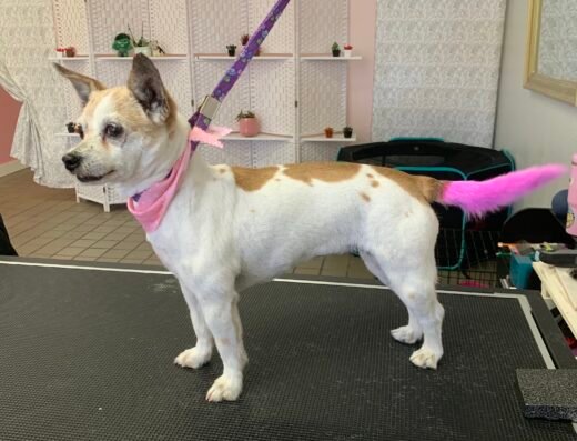 Bark Boutique Dog Grooming – pet grooming in Sacramento (photo 2)