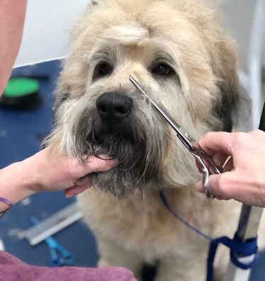BARK on PARK – pet care in Jacksonville