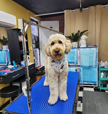 Bark Woof Dog Grooming